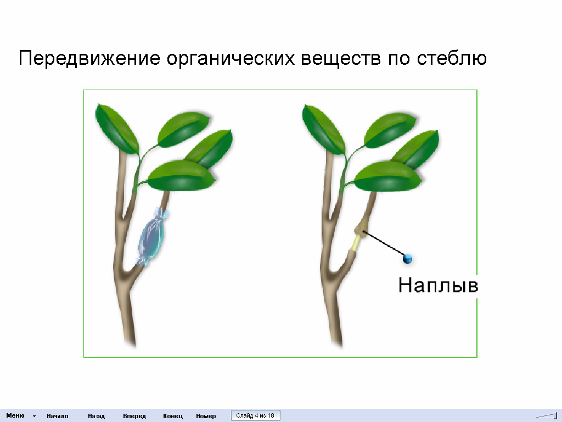 Методическая разработка Формирование познавательной активности обучающихся на занятиях по биологии через использование ИКТ.