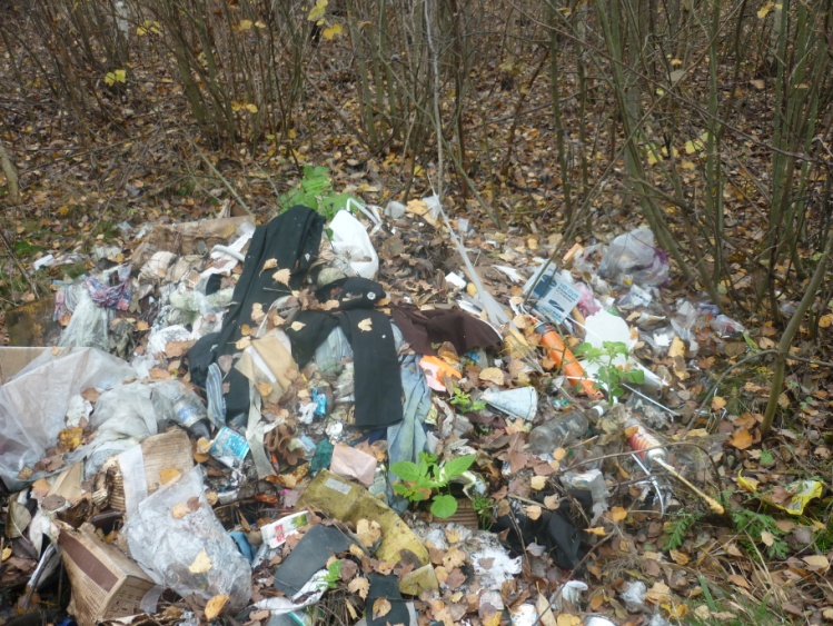 Проект по биологии Чем дальше в лес - тем больше...мусора