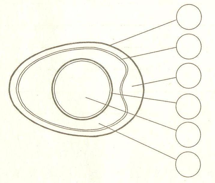 Яйцо схема. Строение яйца без обозначений. Строение яйца без подписей. 5. Строение яйца. Строение яйца 5 класс.