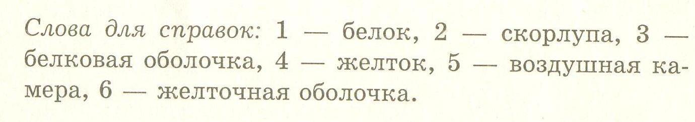 Урок в 5 классе на тему Приготовление блюд из яиц