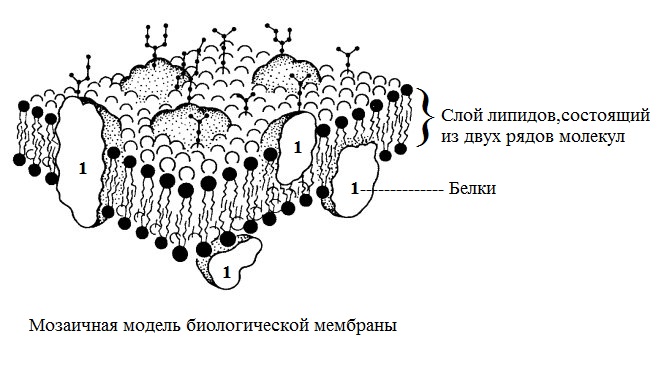 Модель мембраны клетки. Жидкостно-мозаичная модель строения плазматической мембраны. Жидкостно-мозаичная модель структуры клеточной мембраны. Модель мембраны Сингера Николсона. Жидкостно мозаичная модель мембраны рис 75.