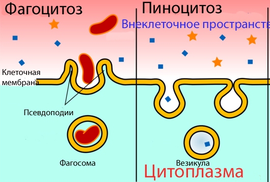 Конспект урока. Цитоплазма и клеточная мембрана