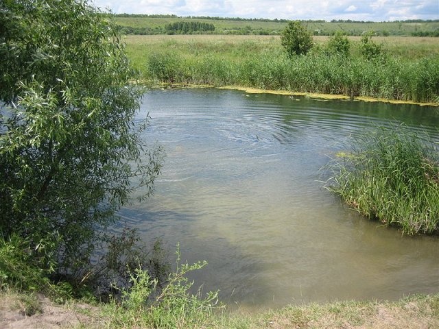 Проект на тему: Экология бассейна реки Дон (начало)