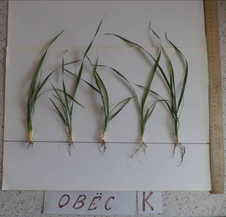 Исследовательская работа Влияние карбоксиметилированного растительного сырья на рост и развитие яровой пшеницы