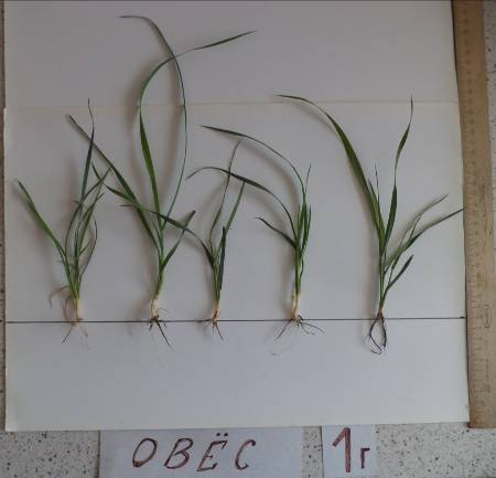 Исследовательская работа Влияние карбоксиметилированного растительного сырья на рост и развитие яровой пшеницы