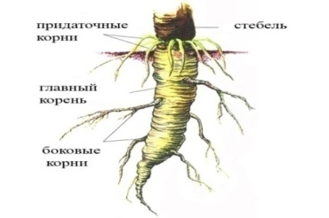 Өсімдіктер әлемі анықтама құралы