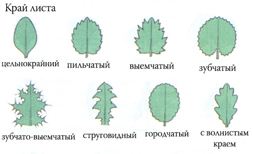 Өсімдіктер әлемі анықтама құралы