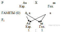 Примеры заданий С6 по биологии. Задачи по генетике.