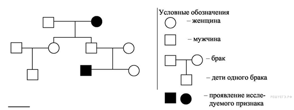 Примеры заданий С6 по биологии. Задачи по генетике.