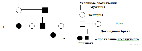 Примеры заданий С6 по биологии. Задачи по генетике.