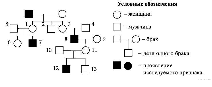 Примеры заданий С6 по биологии. Задачи по генетике.