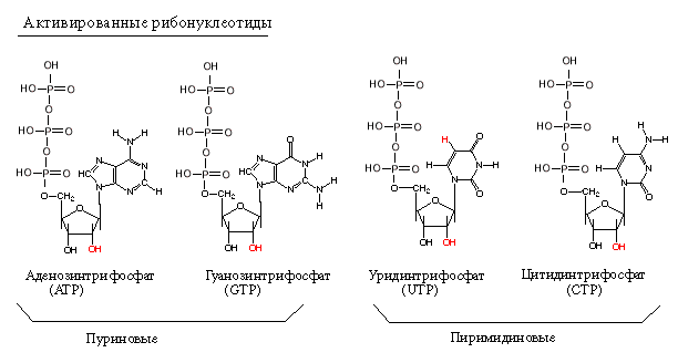 Методическая разработка по дисциплине Ботаника и физиология растений