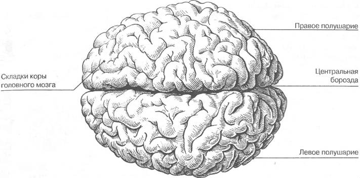 Урок-заочное путешествие по биологии на тему: Строение головного мозга человека