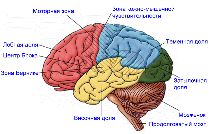 Урок-заочное путешествие по биологии на тему: Строение головного мозга человека
