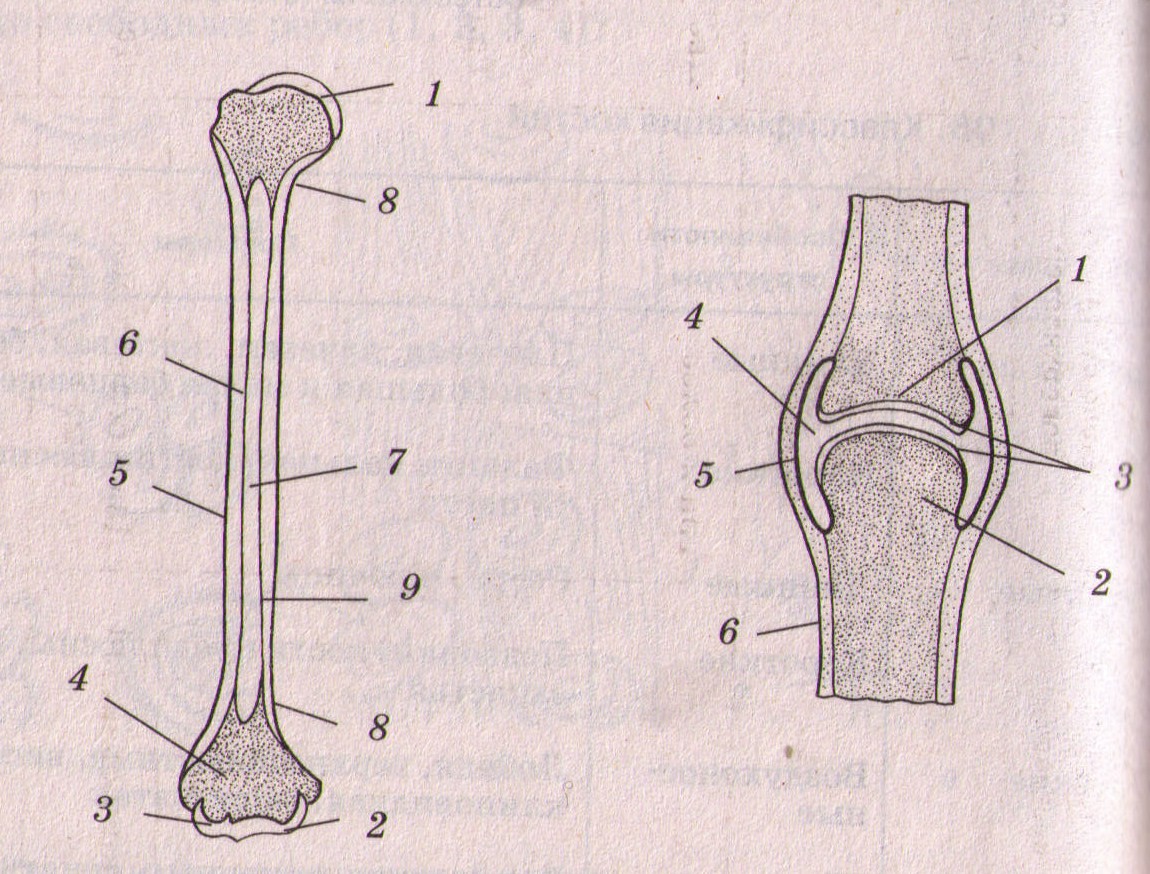 Конспект по биологии на тему: Состав и строение костей (8 класс)