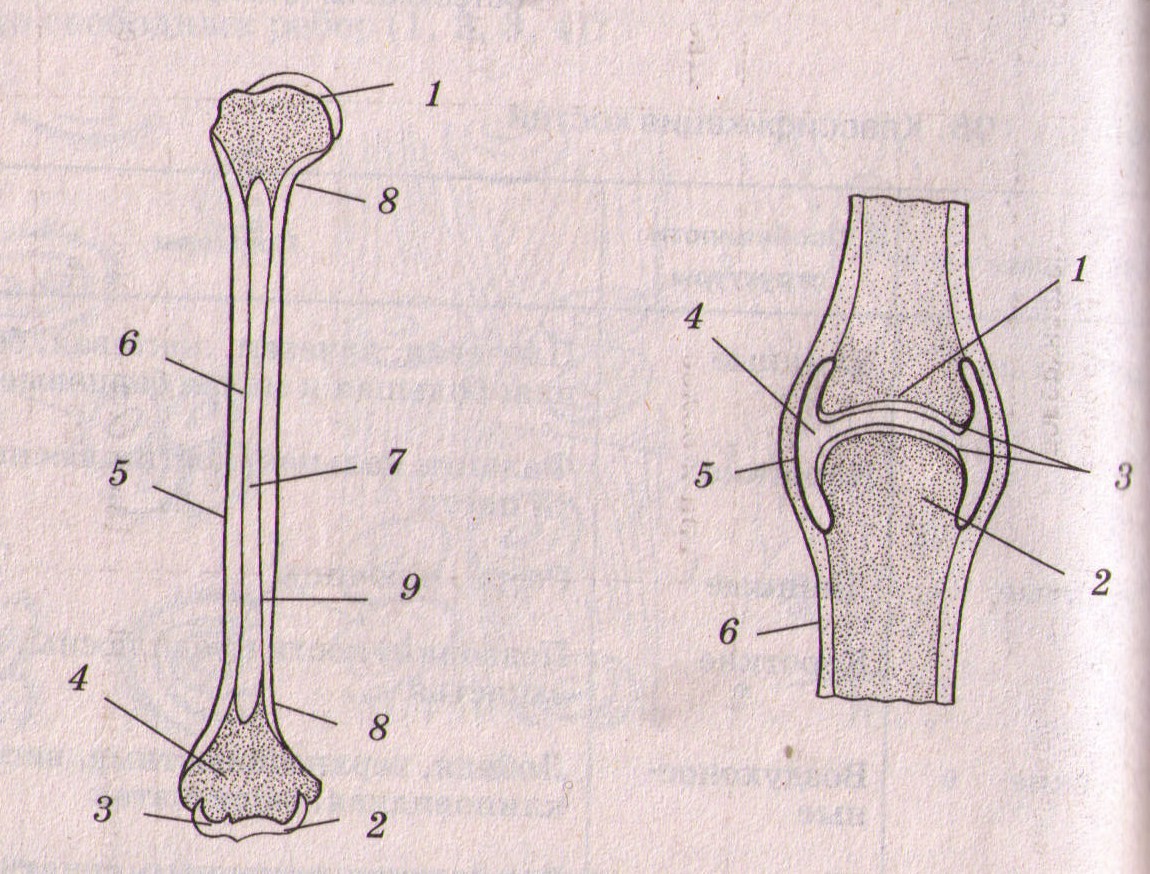 Строение 8 класса. Строение трубчатой кости биология. Строение трубчатой кости биология 8. Строение длинной трубчатой кости без подписей. Биология 8 класс трубчатая кость строение.