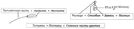 Урок биологии в 6-м классе по теме Цветок по учебнику Пасечник В.В. «Биология».