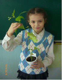 Проектно-исследовательская деятельность по окружающему миру на тему Огород на окошке ( 1 класс)