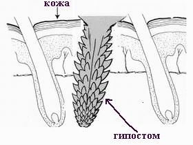 Разработка классного часа Клещевой энцефалит