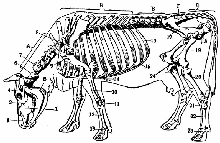 Схемы скелетов сх животных