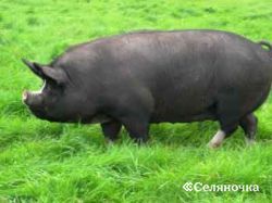 Урок ПМ02 Технология производства и первичной переработки продукции животноводства «Биологические и хозяйственные особенности свиней»