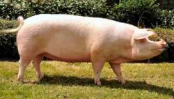 Урок ПМ02 Технология производства и первичной переработки продукции животноводства «Биологические и хозяйственные особенности свиней»
