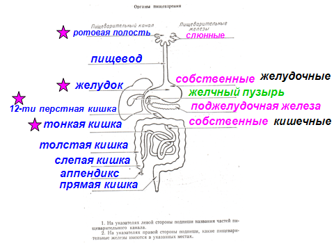 Интерактивный слайд по теме Пищеварение