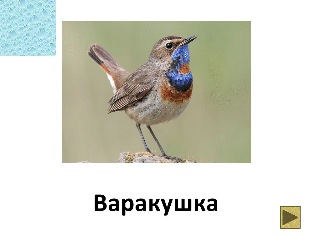 Исследовательская работа Эколого- фаунистическая характеристика птиц села Красный Яр иего окрестностей