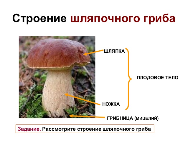 Конспект урока по природоведению Грибы. Разнообразие грибов