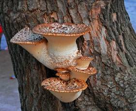 Конспект урока по природоведению Грибы. Разнообразие грибов