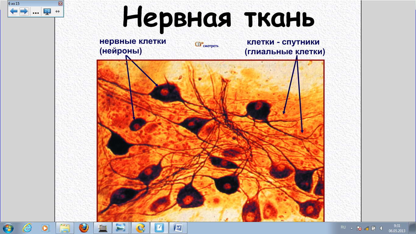 Нервная ткань Нейроны и клетки спутницы