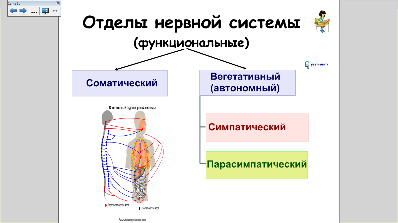 Методическая разработка учебного занятия по дисциплине «Анатомия»