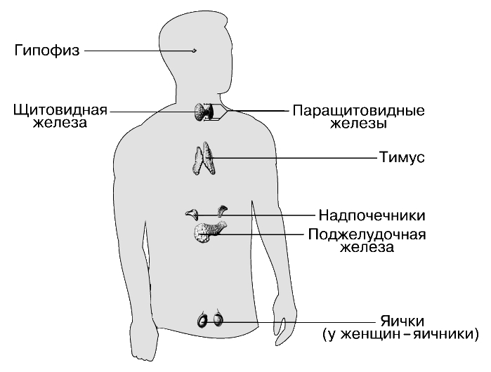 Методическая разработка учебного занятия по дисциплине «Анатомия»