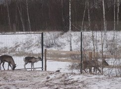 Научно-исследовательская работа Быть ли северному оленю в Нижегородских лесах?