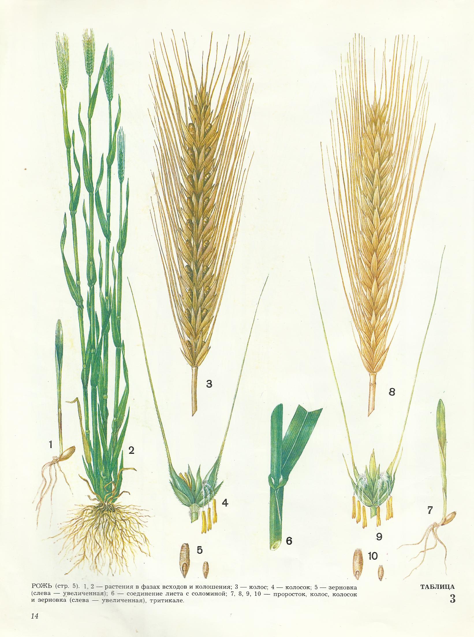Строение Колоса пшеницы