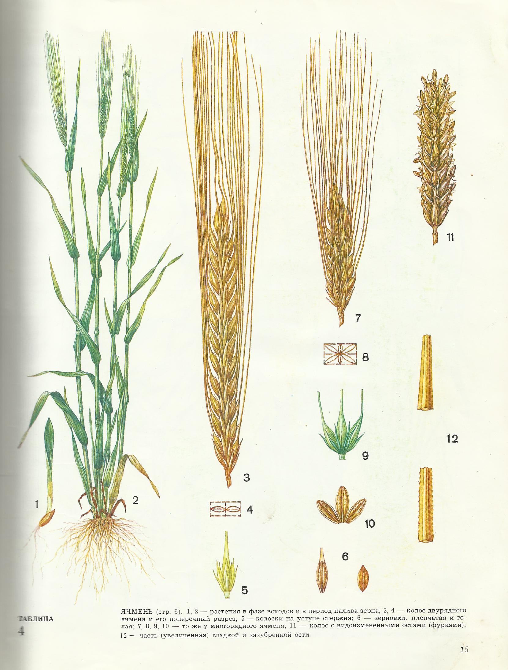 Злаки названия. Колос структура двурядный ячмень. Строение Колоса ячменя. Зерновка ячменя. Строение Колоса Яровой пшеницы.