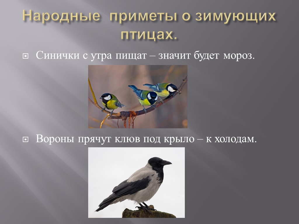 Экологический проект Птицы (9 класс)