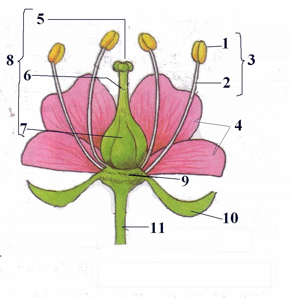 Лабораторная работа по биологии на тему Рассмотрение строения цветка