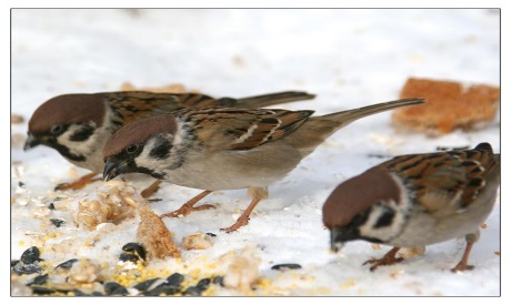 Методическая разработка занятия по теме Покормите птиц зимой (5-6 класс)