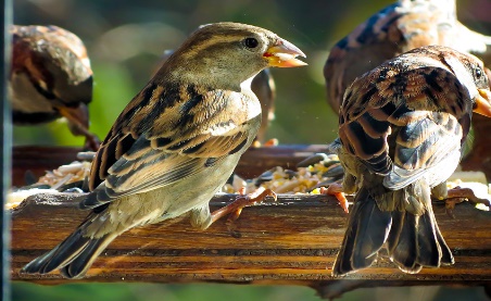 Методическая разработка занятия по теме Покормите птиц зимой (5-6 класс)