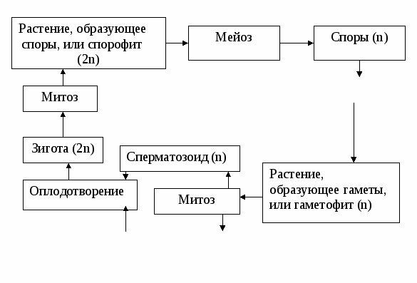 План-конспект урока биологии Размножение 10 класс