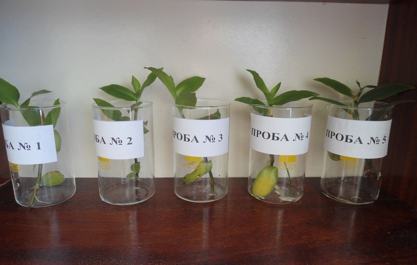 Исследовательская работа Определение жесткости воды и ее влияние на рост растений