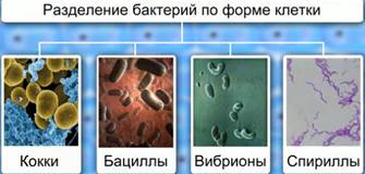 Урок по теме «Бактерии.Многообразие бактерий. Строение и жизнедеятельность бактерий. Размно­жение бактерий».