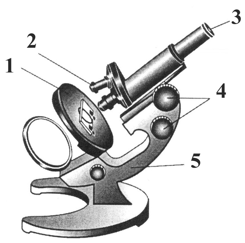 Лабораторная работа по теме Увеличительные приборы - Микроскоп