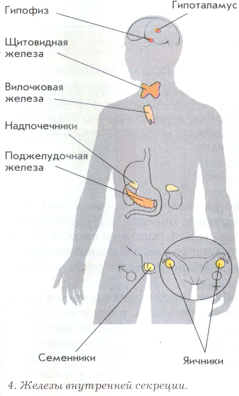 На рисунке схематично изображено гуморальное влияние гипофиза на функционирование щитовидной железы