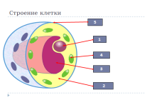 Технологическая карта урока по биологии на тему Химический состав клетки: неорганические и органические вещества