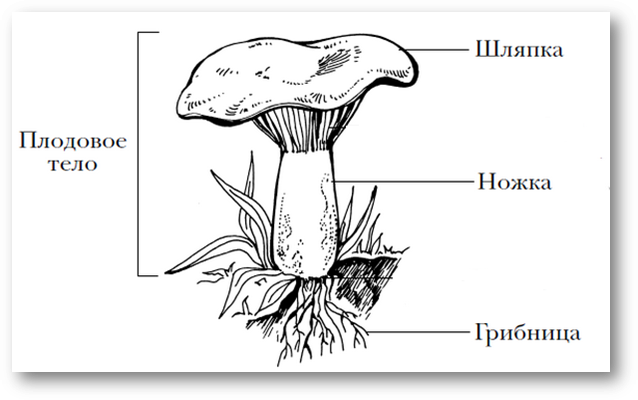 Конспект по окружающему миру В царстве грибов (3 класс)