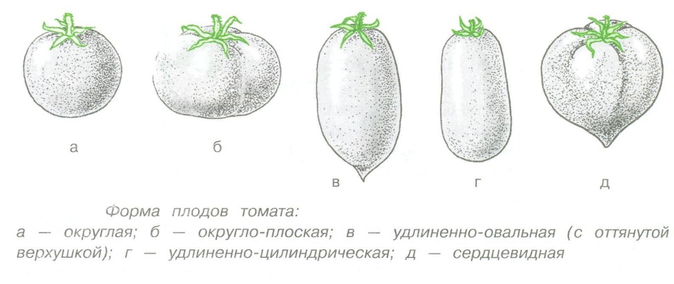 Семя томата схема