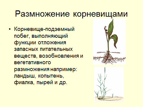 Методическая разработка урока биологии Вегетативное размножение растений, 6 класс