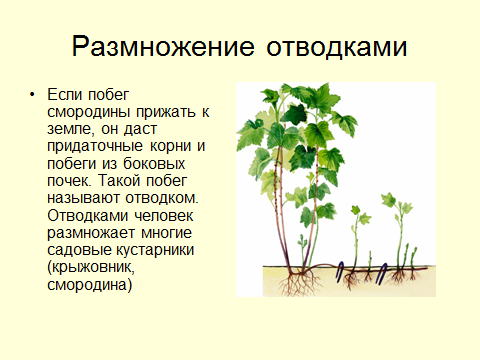 Методическая разработка урока биологии Вегетативное размножение растений, 6 класс
